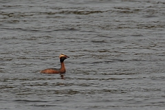 David Plant Photography - Wildlife Photography - Slavonian grebe - U