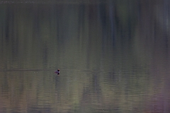 David Plant Photography - Wildlife Photography - Slavonian grebe - V