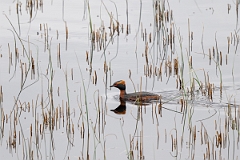 David Plant Photography - Wildlife Photography - Slavonian grebe - Y