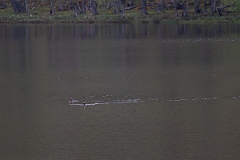 David Plant Photography - Wildlife Photography - Slavonian grebe - Z