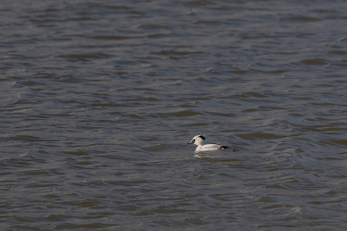 David Plant Photography - Wildlife Photography - Smew - C.jpg - Smew, Mergellus albellus, male - Essex