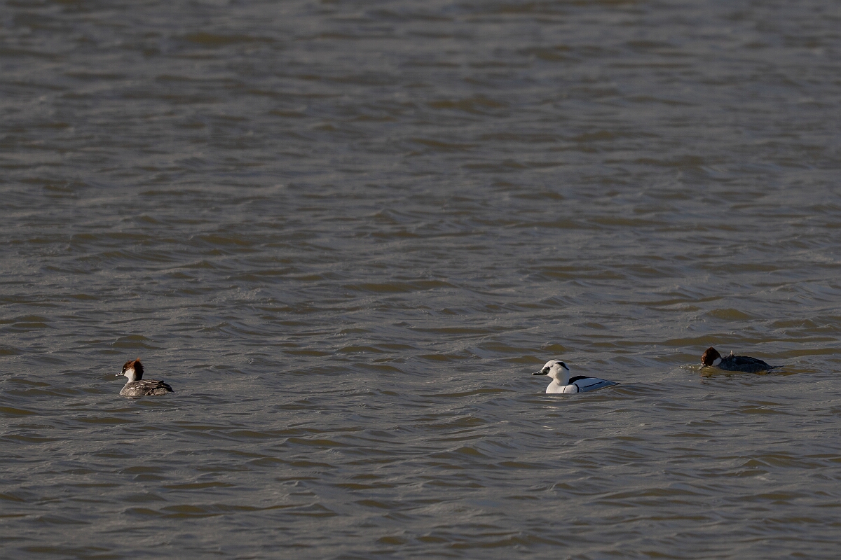 David Plant Photography - Wildlife Photography - Smew - D.jpg - Smew, Mergellus albellus, trio - Essex
