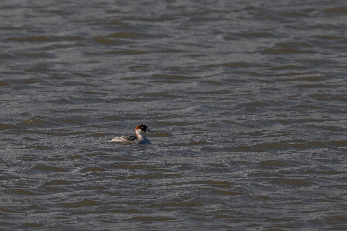 David Plant Photography - Wildlife Photography - Smew - E.jpg - Smew, Mergellus albellus, female - Essex