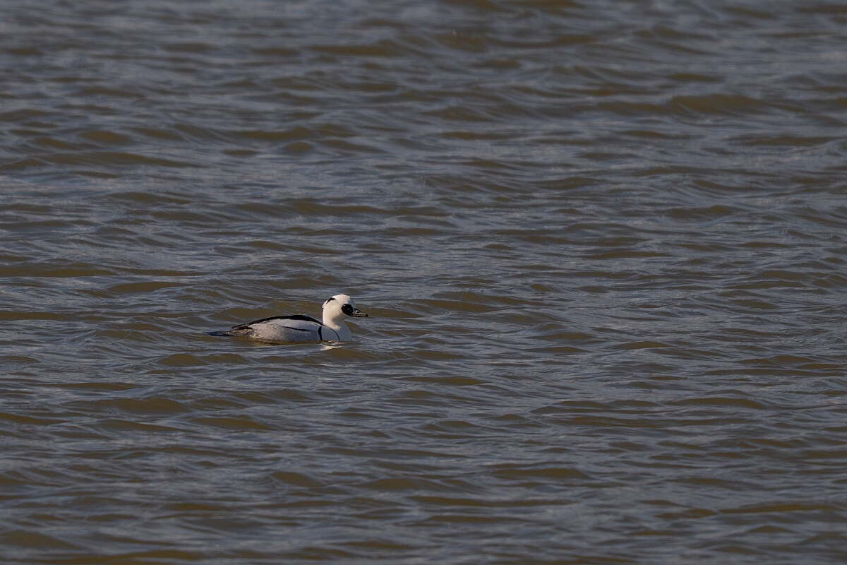 David Plant Photography - Wildlife Photography - Smew - G.jpg - Smew, Mergellus albellus, male - Essex