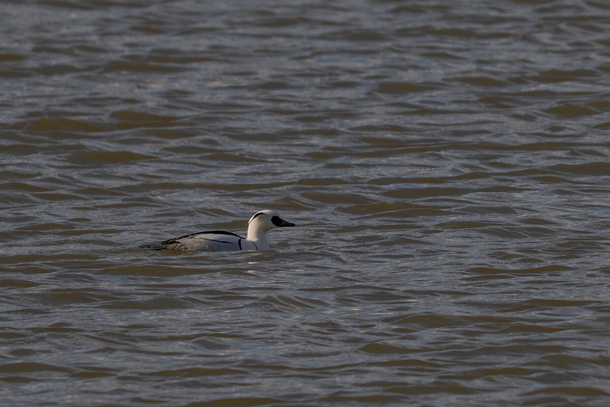 David Plant Photography - Wildlife Photography - Smew - H.jpg - Smew, Mergellus albellus, male - Essex