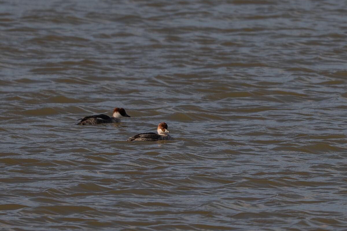 David Plant Photography - Wildlife Photography - Smew - I.jpg - Smew, Mergellus albellus, two female - Essex