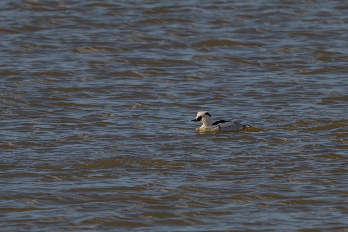 David Plant Photography - Wildlife Photography - Smew - K.jpg - Smew, Mergellus albellus, male - Essex