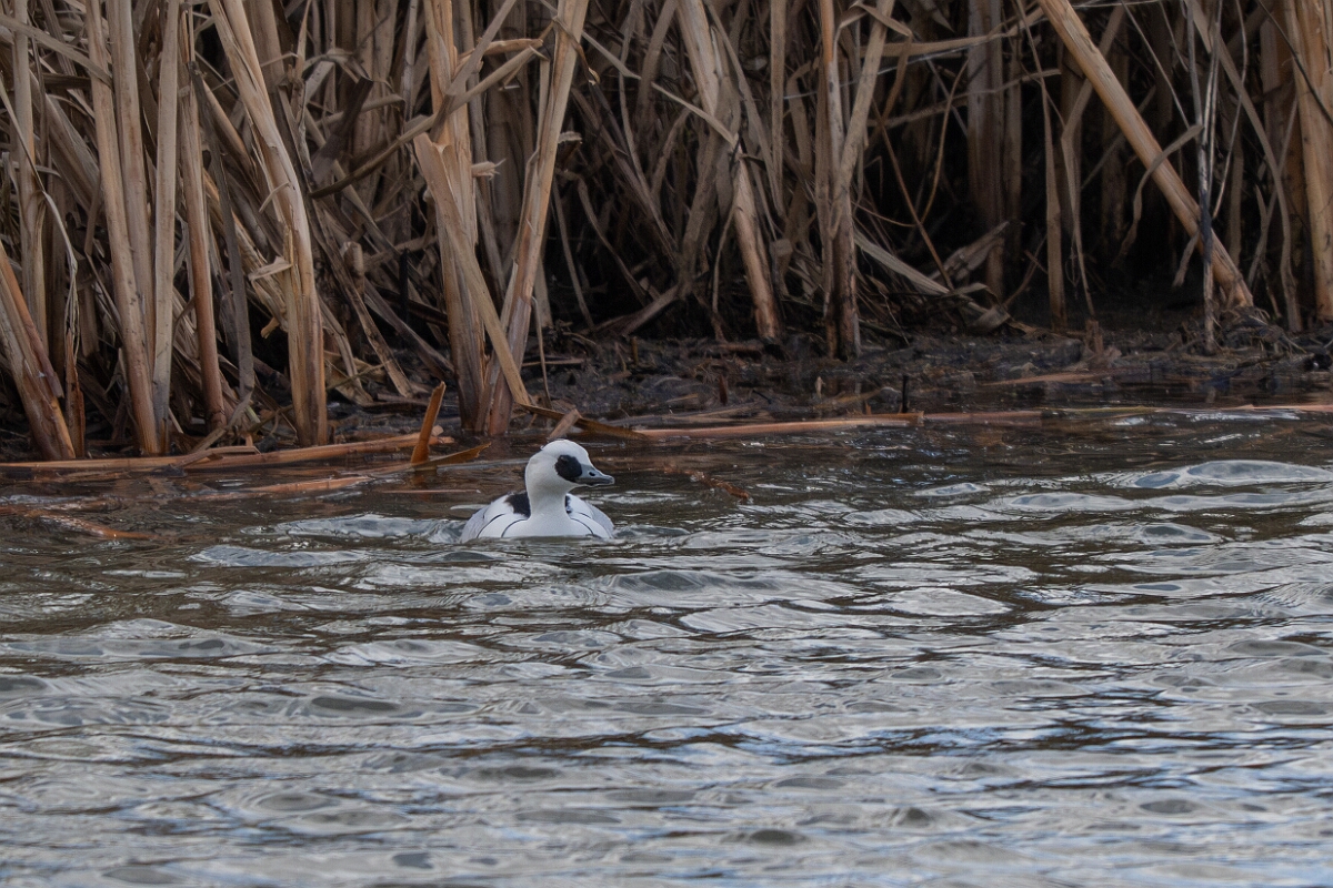David Plant Photography - Wildlife Photography - Smew - L.jpg - Smew, Mergellus albellus, male - Essex