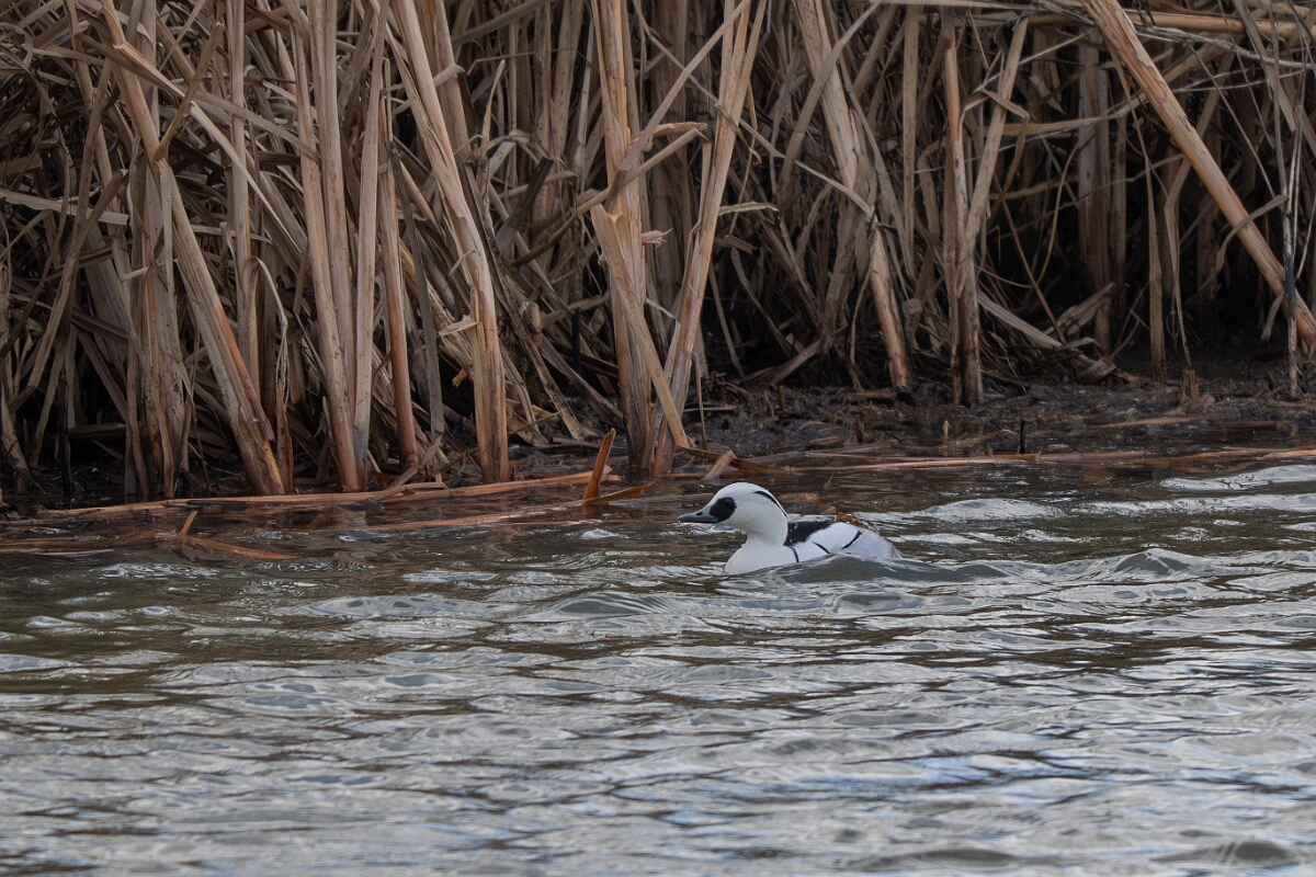 David Plant Photography - Wildlife Photography - Smew - M.jpg - Smew, Mergellus albellus, male - Essex