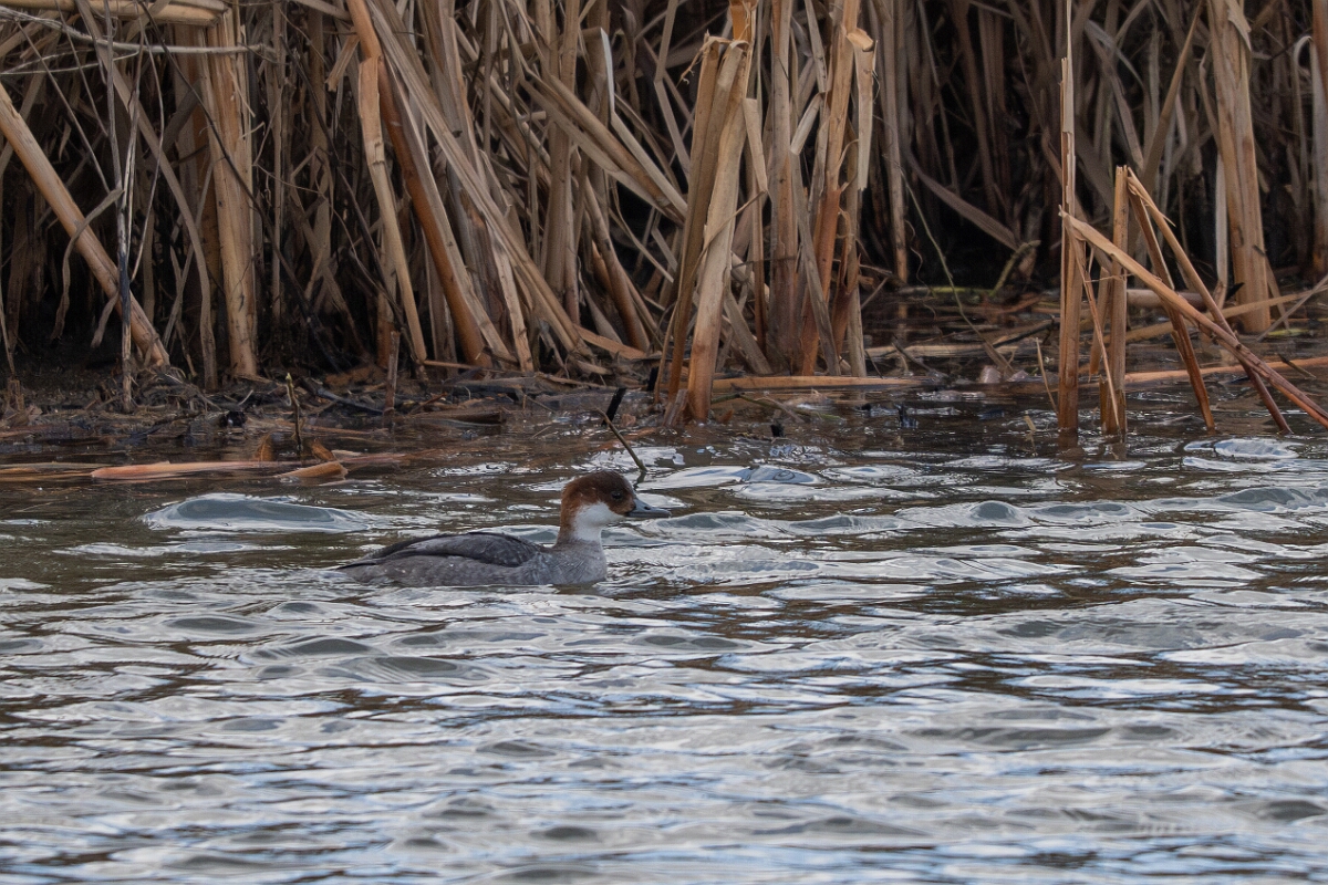 David Plant Photography - Wildlife Photography - Smew - N.jpg - Smew, Mergellus albellus, female - Essex