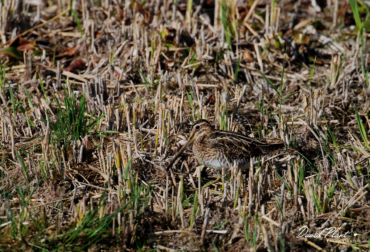 David Plant Photography - Wildlife Photographer - Snipe - G.jpg - Snipe - Cambridgeshire