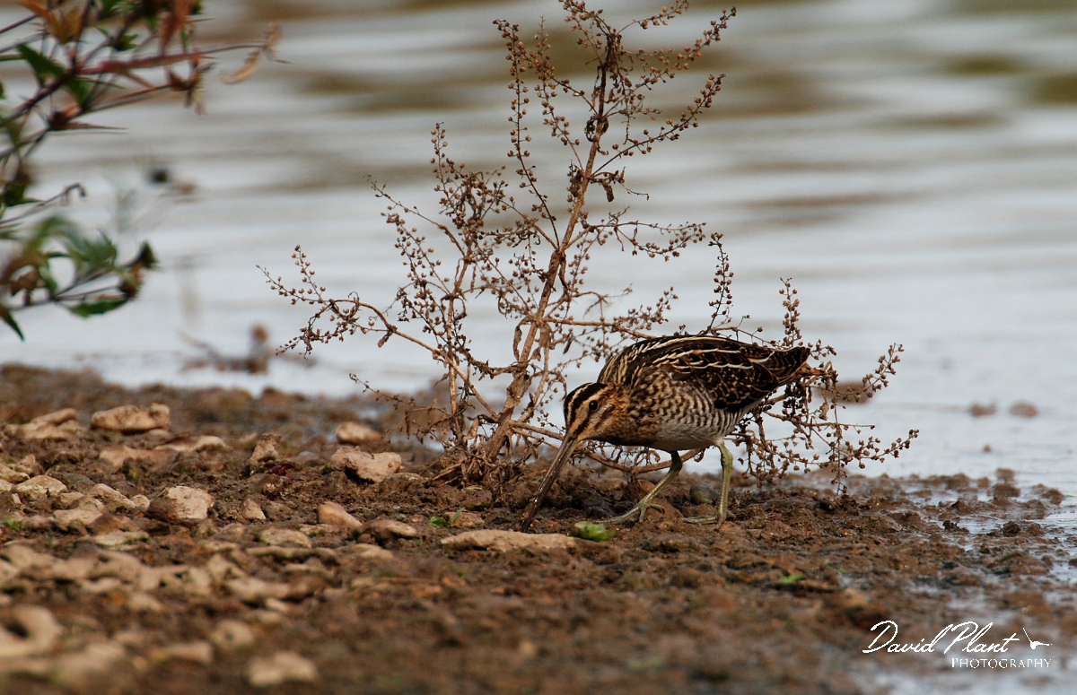 David Plant Photography - Wildlife Photographer - Snipe feeding - C.JPG - Snipe feeding - Slimbridge