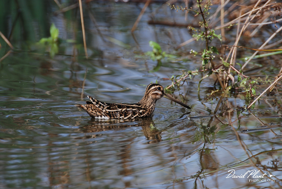 David Plant Photography - Wildlife Photographer - Snipe swimming - B.JPG - Snipe swimming - Slimbridge