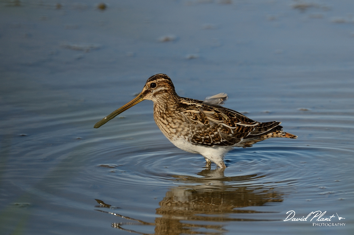 David Plant Photography - Wildlife Photography - Snipe - I.jpg - Snipe - Norfolk