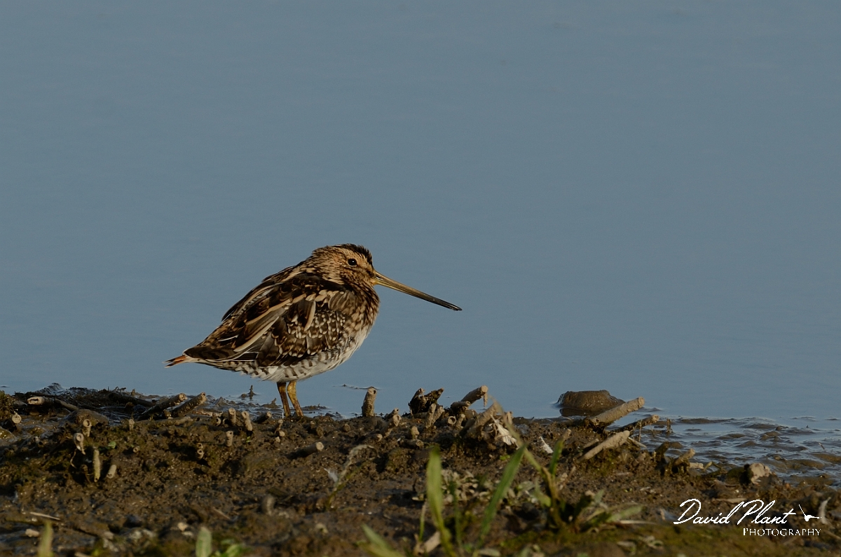 David Plant Photography - Wildlife Photography - Snipe - J.jpg - Snipe with ruffled feathers - Norfolk