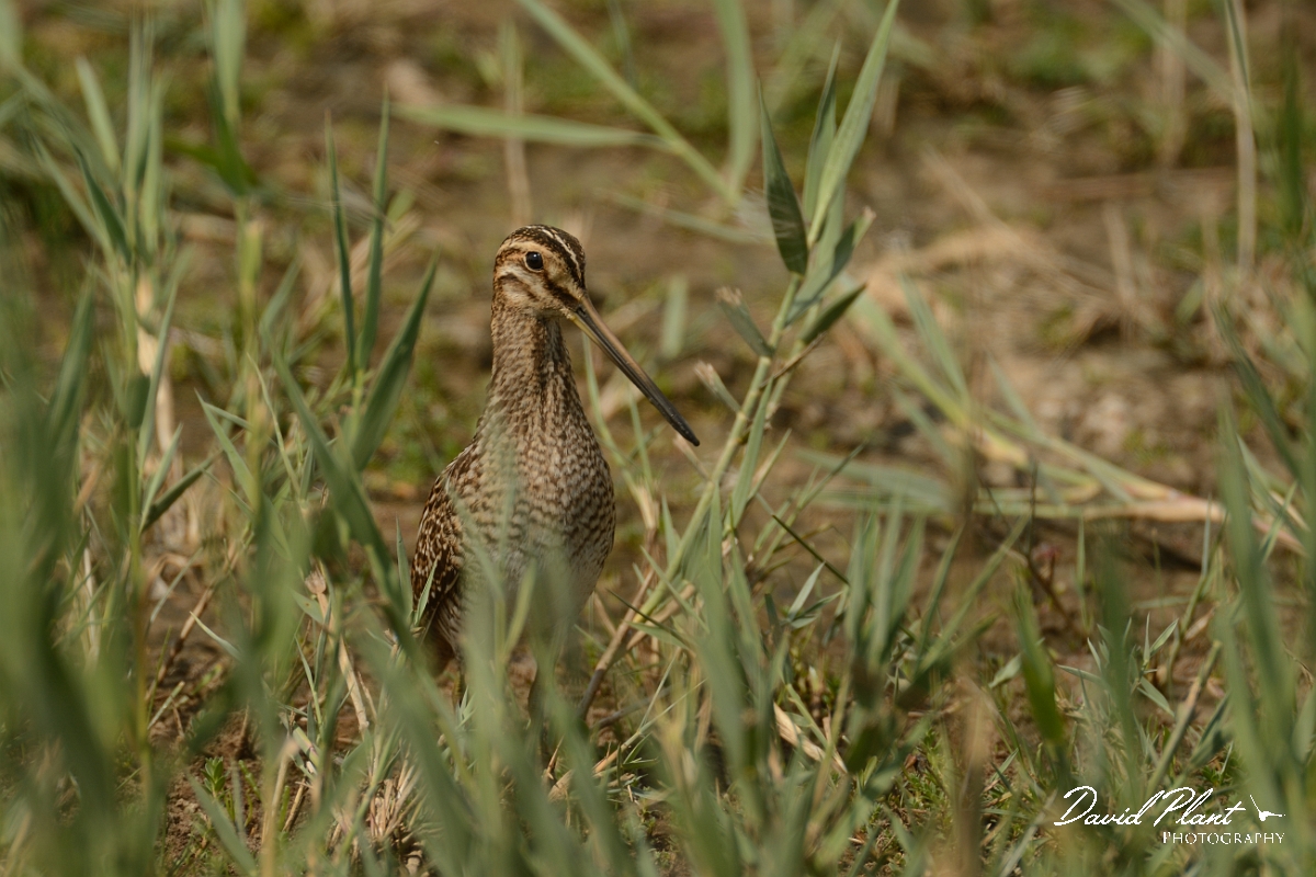 David Plant Photography - Wildlife Photography - Snipe - K.jpg - Snipe amongst vegetation - Suffolk