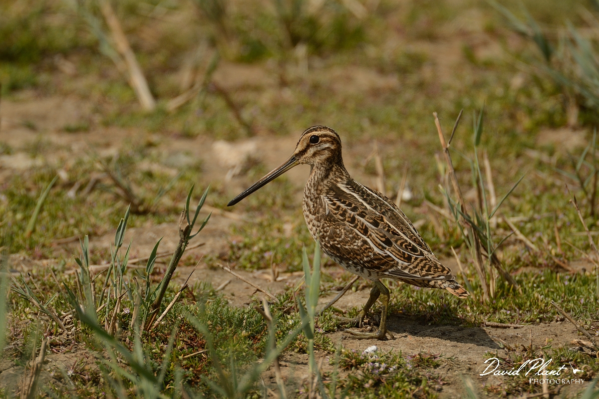 David Plant Photography - Wildlife Photography - Snipe - L.jpg - Snipe walking - Suffolk