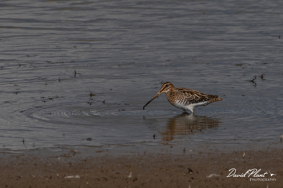 David Plant Photography - Wildlife Photography - Snipe - M.JPG - Snipe feeding in mud- East Yorkshire