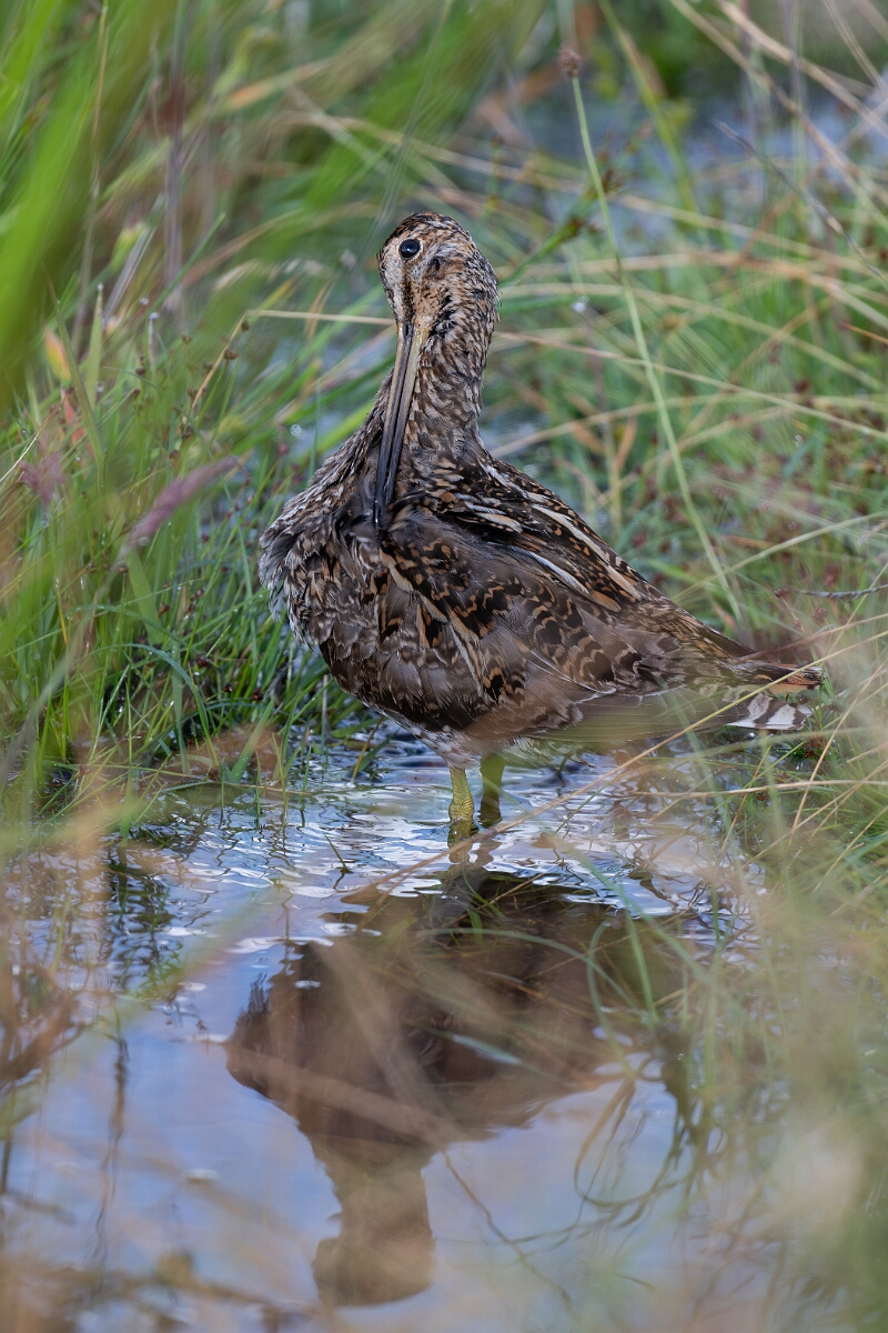 David Plant Photography - Wildlife Photography - Snipe - N.jpg - Common snipe, Gallinago gallinago - Highland