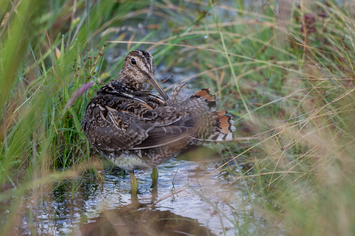 David Plant Photography - Wildlife Photography - Snipe - O.jpg - Common snipe, Gallinago gallinago - Highland