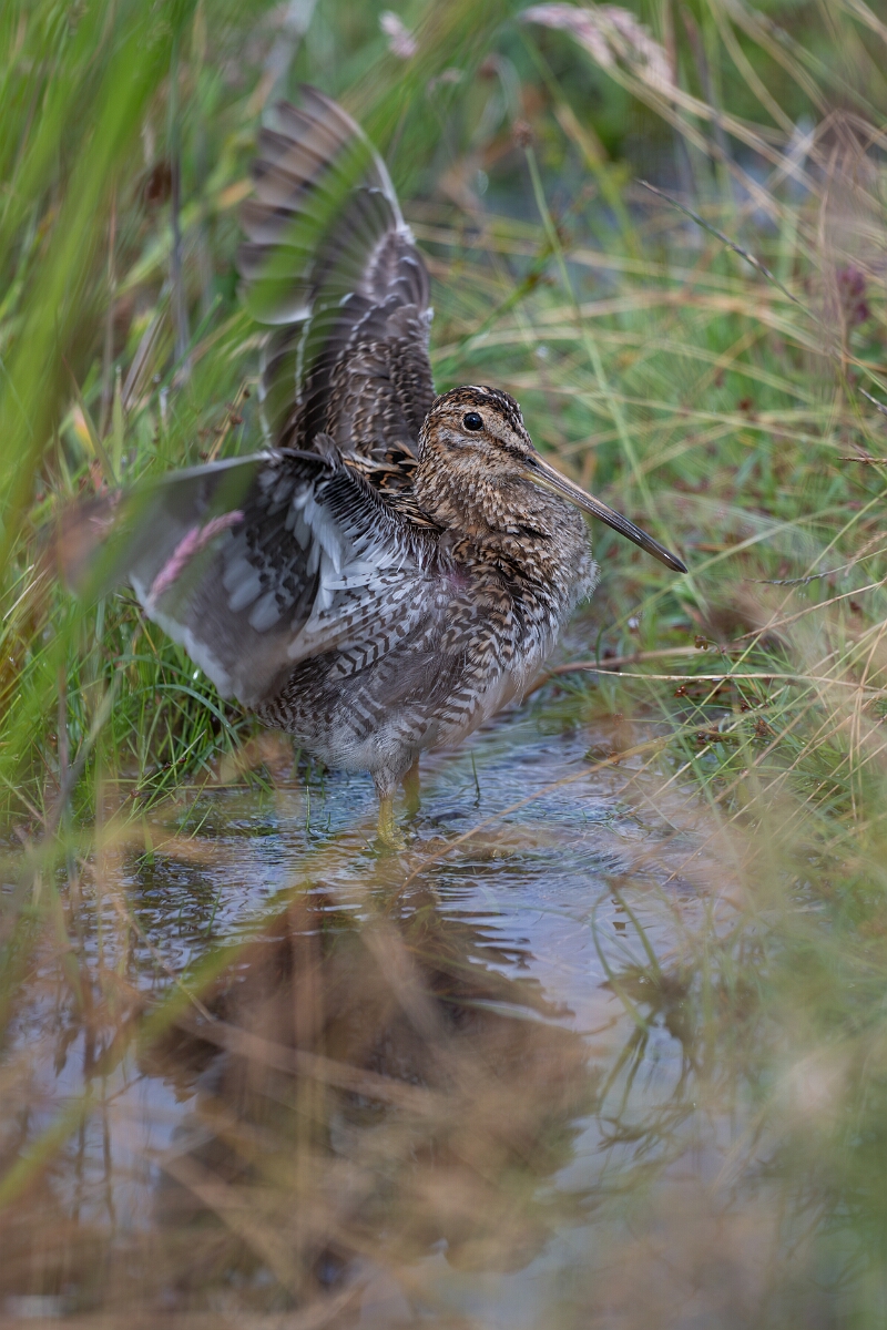 David Plant Photography - Wildlife Photography - Snipe - R.jpg - Common snipe, Gallinago gallinago - Highland