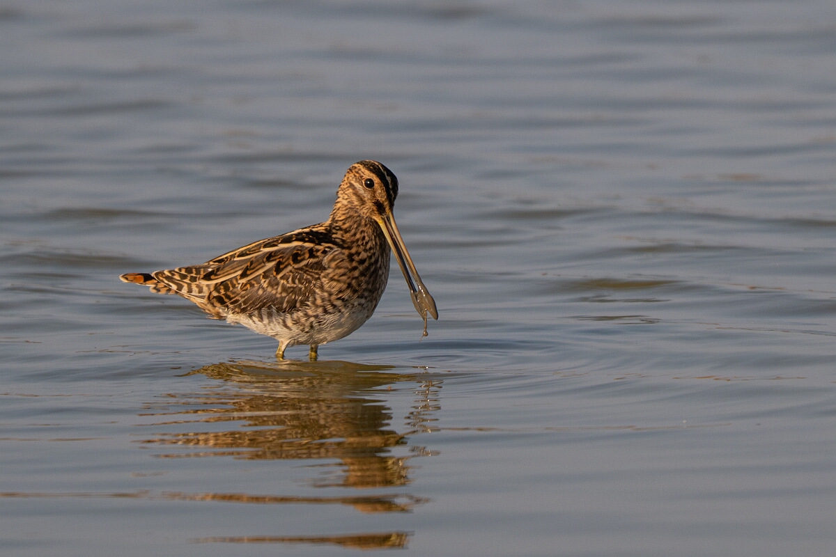 David Plant Photography - Wildlife Photography - Snipe - U.jpg - Common snipe, Gallinago gallinago - Norfolk