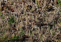 David Plant Photography - Wildlife Photographer - Snipe - G