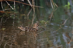 David Plant Photography - Wildlife Photographer - Snipe swimming - A
