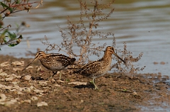 David Plant Photography - Wildlife Photographer - Snipes - D
