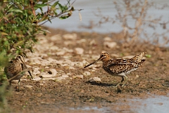 David Plant Photography - Wildlife Photographer - Snipes - E