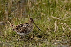 David Plant Photography - Wildlife Photography - Snipe - H