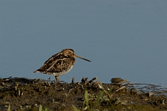 David Plant Photography - Wildlife Photography - Snipe - J