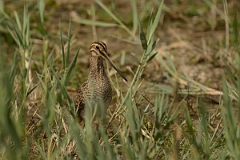 David Plant Photography - Wildlife Photography - Snipe - K