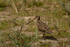 David Plant Photography - Wildlife Photography - Snipe - L