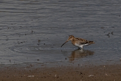 David Plant Photography - Wildlife Photography - Snipe - M