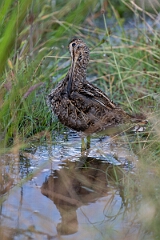 David Plant Photography - Wildlife Photography - Snipe - N