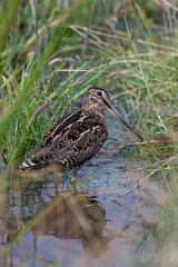 David Plant Photography - Wildlife Photography - Snipe - P