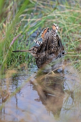 David Plant Photography - Wildlife Photography - Snipe - Q