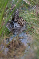 David Plant Photography - Wildlife Photography - Snipe - R