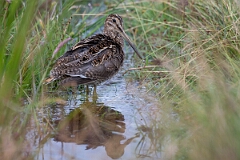 David Plant Photography - Wildlife Photography - Snipe - S