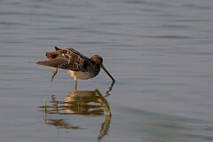 David Plant Photography - Wildlife Photography - Snipe - T