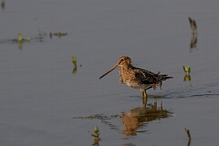 David Plant Photography - Wildlife Photography - Snipe - V
