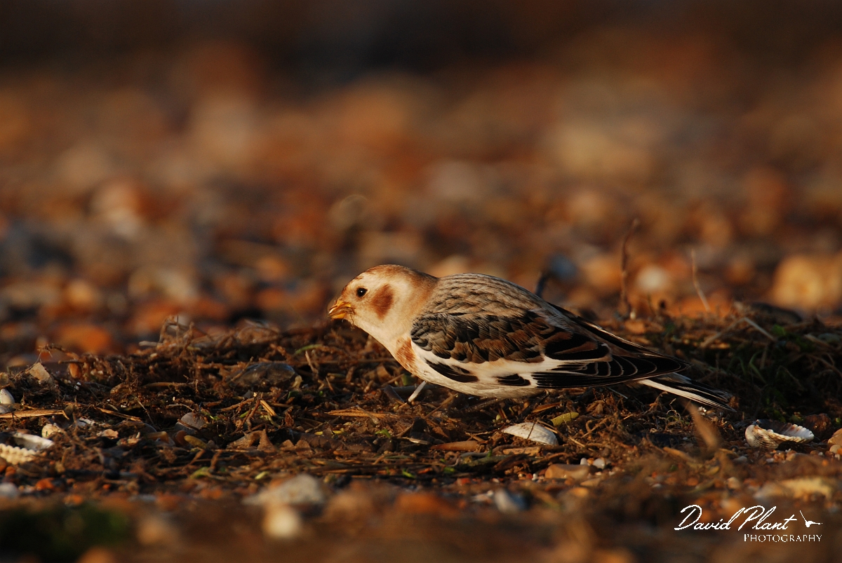 David Plant Photography - Wildlife Photographer - Snow bunting male - B.jpg - Snow bunting male feeding on beach - Norfolk