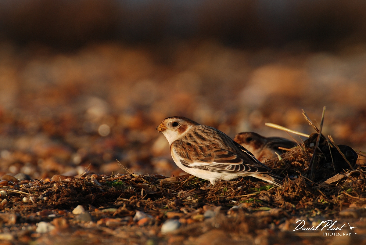 David Plant Photography - Wildlife Photographer - Snow bunting male - D.jpg - Snow bunting male feeding on beach - Norfolk