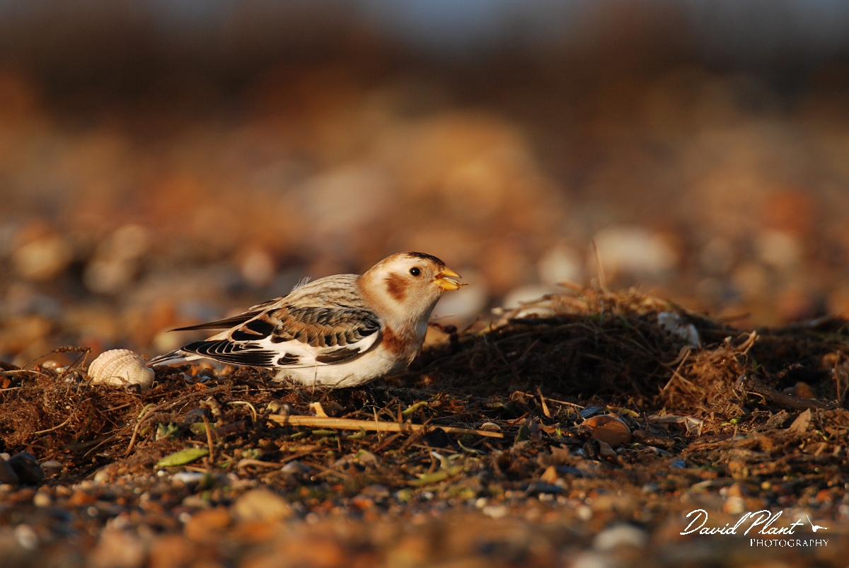 David Plant Photography - Wildlife Photographer - Snow bunting male - E.jpg - Snow bunting male feeding on beach - Norfolk