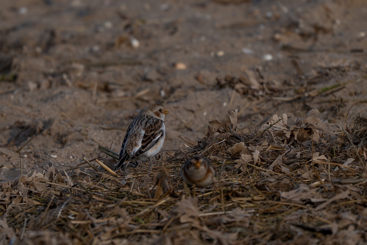 David Plant Photography - Wildlife Photography - Snow bunting - AC.jpg - Snow bunting, Plectrophenax nivalis, winter - Norfolk