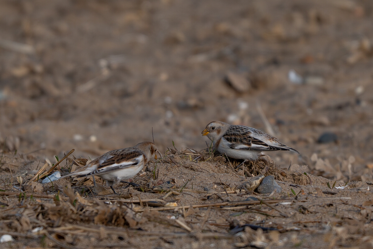 David Plant Photography - Wildlife Photography - Snow bunting - AD.jpg - Snow bunting, Plectrophenax nivalis, winter - Norfolk