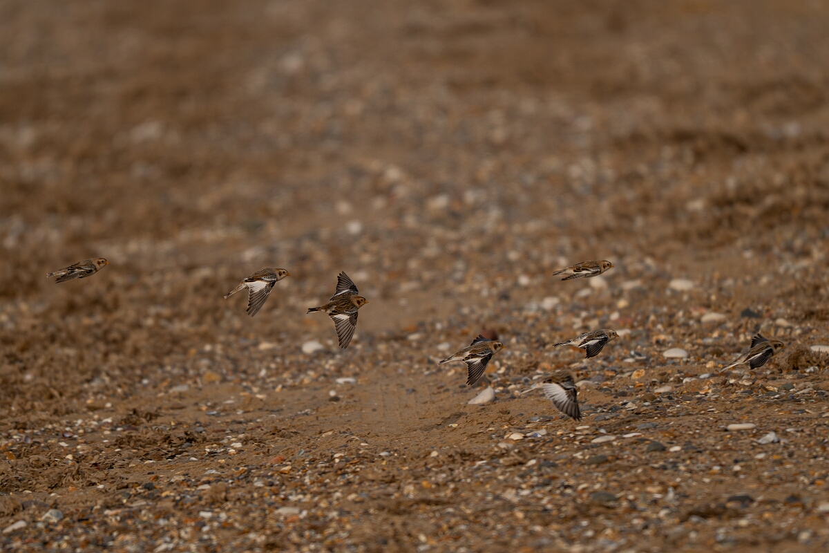 David Plant Photography - Wildlife Photography - Snow bunting - AG.jpg - Snow bunting, Plectrophenax nivalis, in flight winter - Norfolk