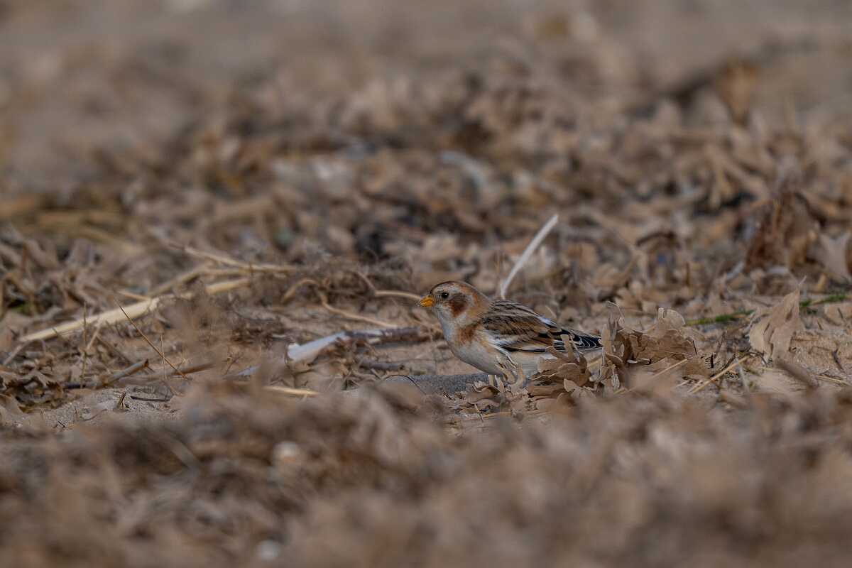 David Plant Photography - Wildlife Photography - Snow bunting - AH.jpg - Snow bunting, Plectrophenax nivalis, winter - Norfolk