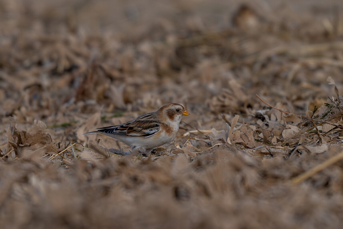 David Plant Photography - Wildlife Photography - Snow bunting - AI.jpg - Snow bunting, Plectrophenax nivalis, winter - Norfolk